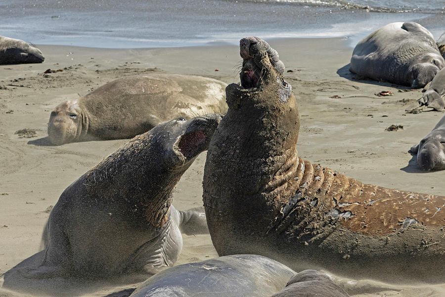 Elephant Seal Conflict Photograph by Sue Cullumber