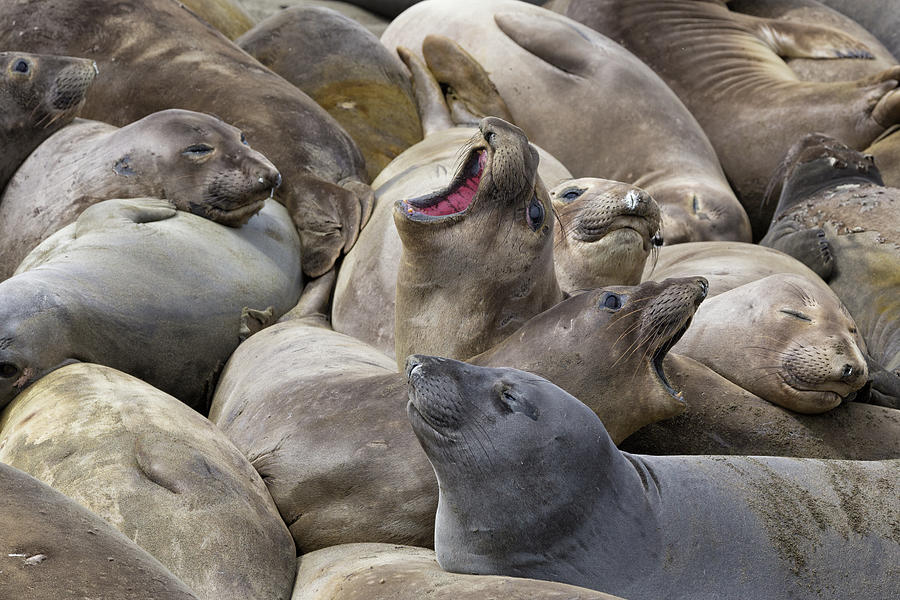 Elephant Seal Cow Colony Photograph by Kathleen Bishop