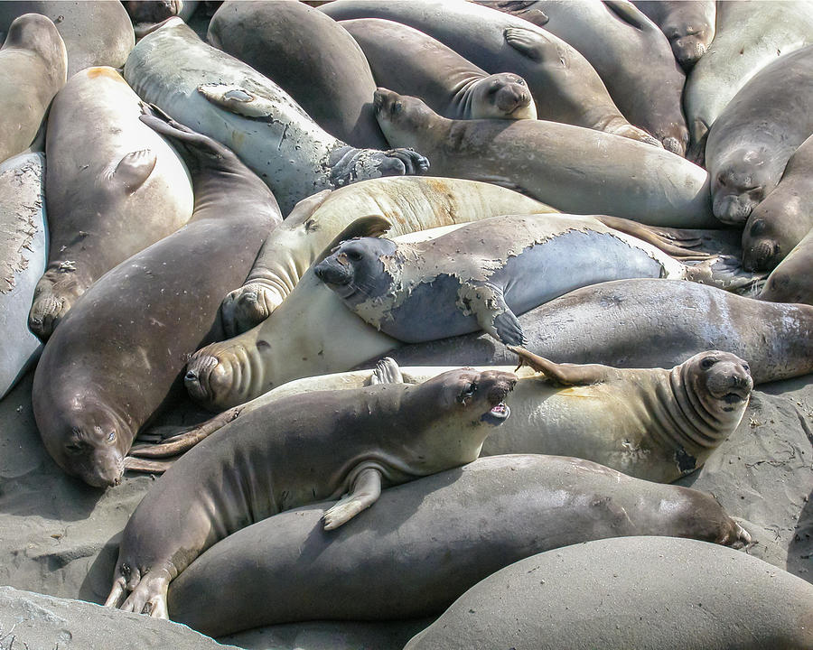 Elephant Seal Gathering Photograph by Alan Toepfer
