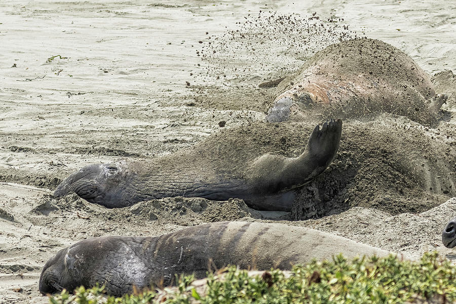 Elephant Seal Sand Bath Photograph by Belinda Greb