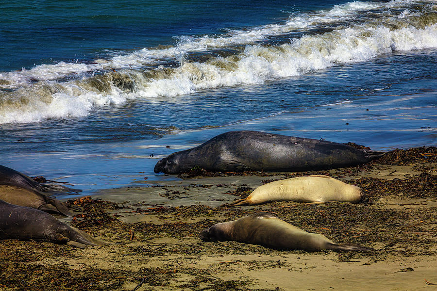 Elephant Seal Sunning On The Beach Photograph by Garry Gay | Fine Art ...