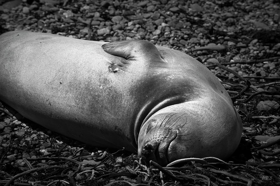 Elephant Seal XI BW Photograph by David Gordon