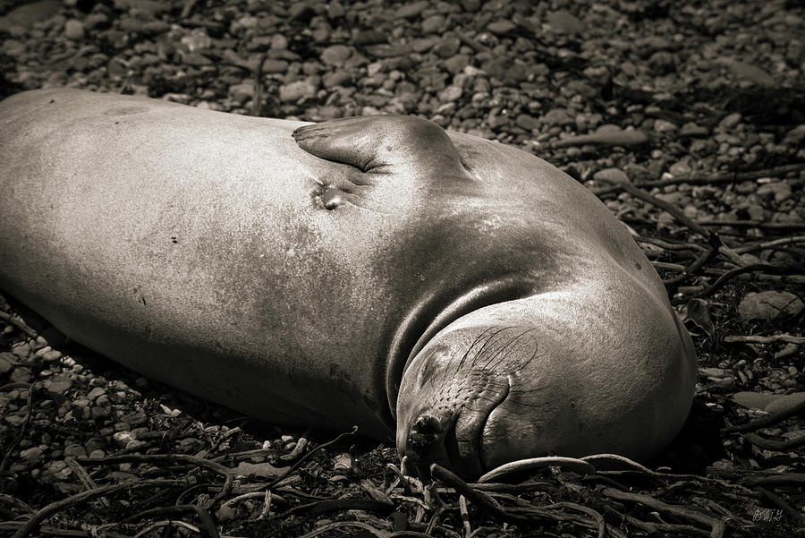 Elephant Seal XI Toned Photograph by David Gordon
