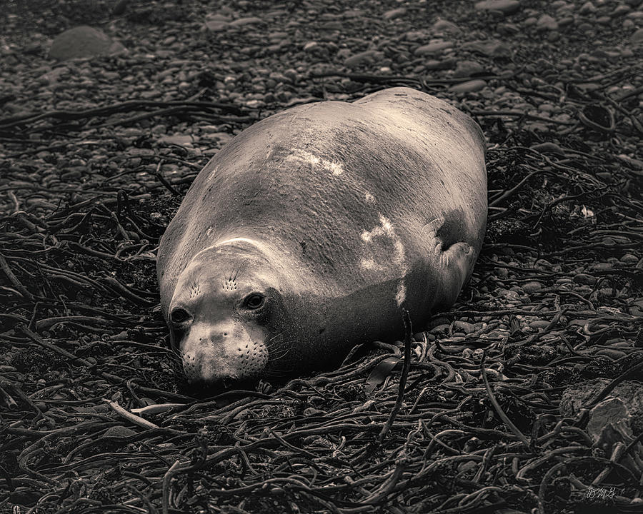 Mammal Photograph - Elephant Seal XII Toned by David Gordon