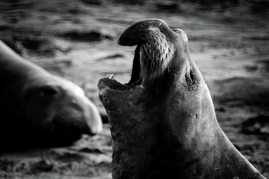 Elephant Seals at Limekilm, Ca Photograph by Dr Janine Williams