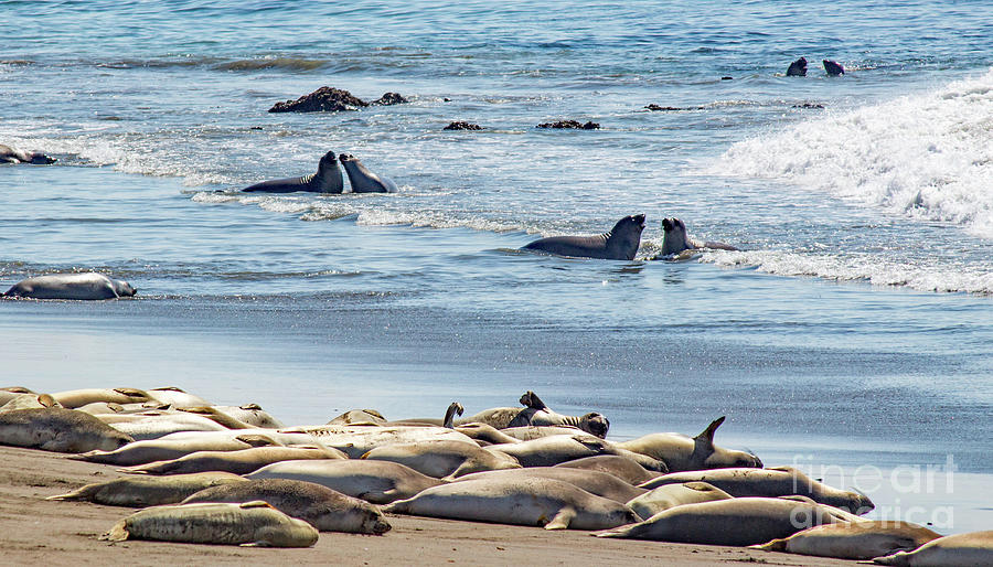 Elephant Seals Photograph by Cheryl Del Toro