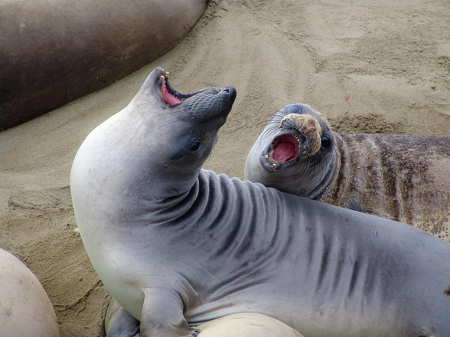 Elephant Seals Photograph