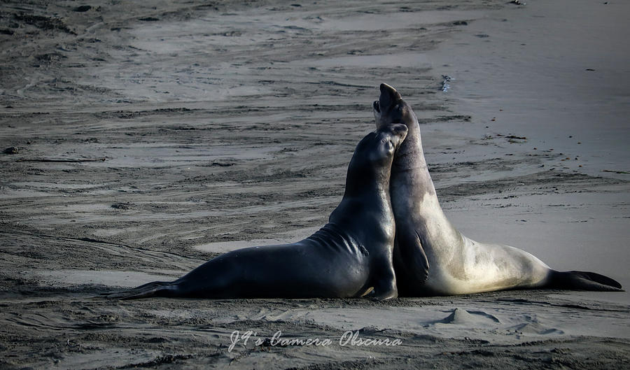 Elephant Seals Sparing Photograph by Dr Janine Williams