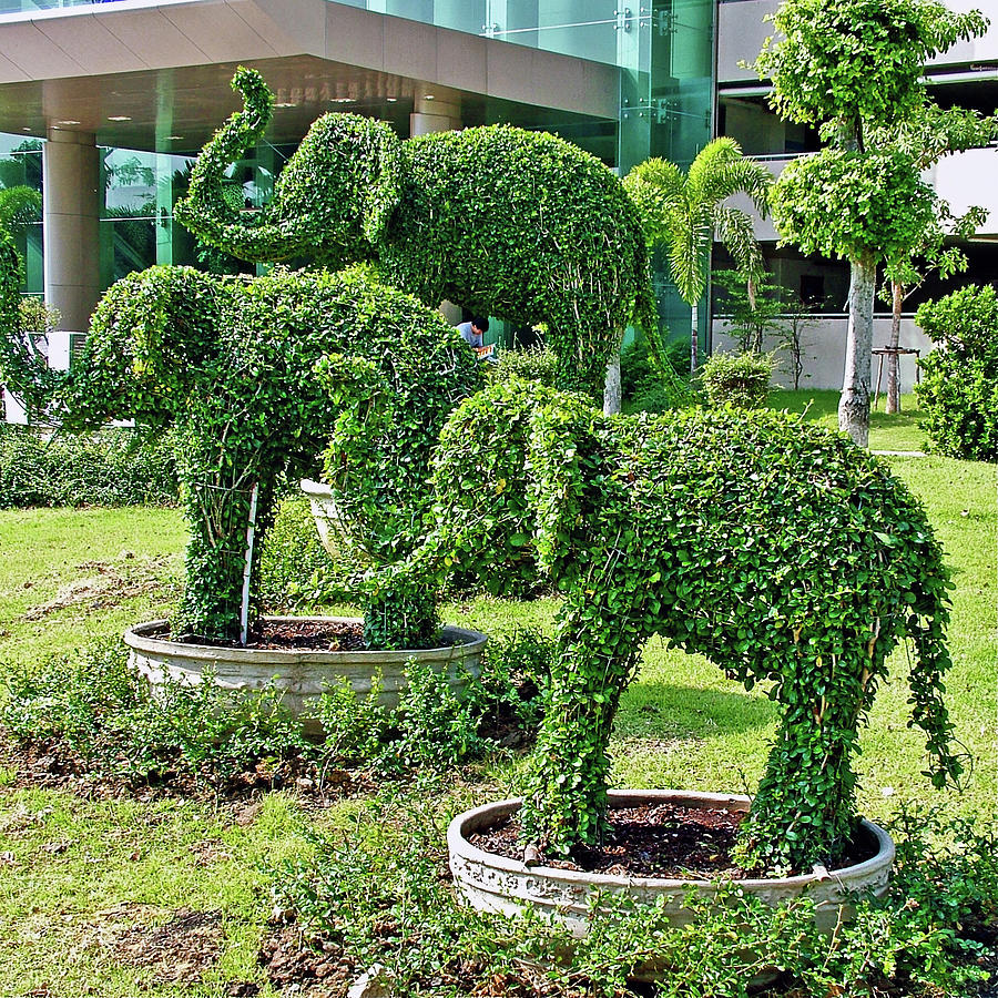 Elephant Shrubs in Rama Gardensin Bangkok, Thailand Photograph by Ruth ...