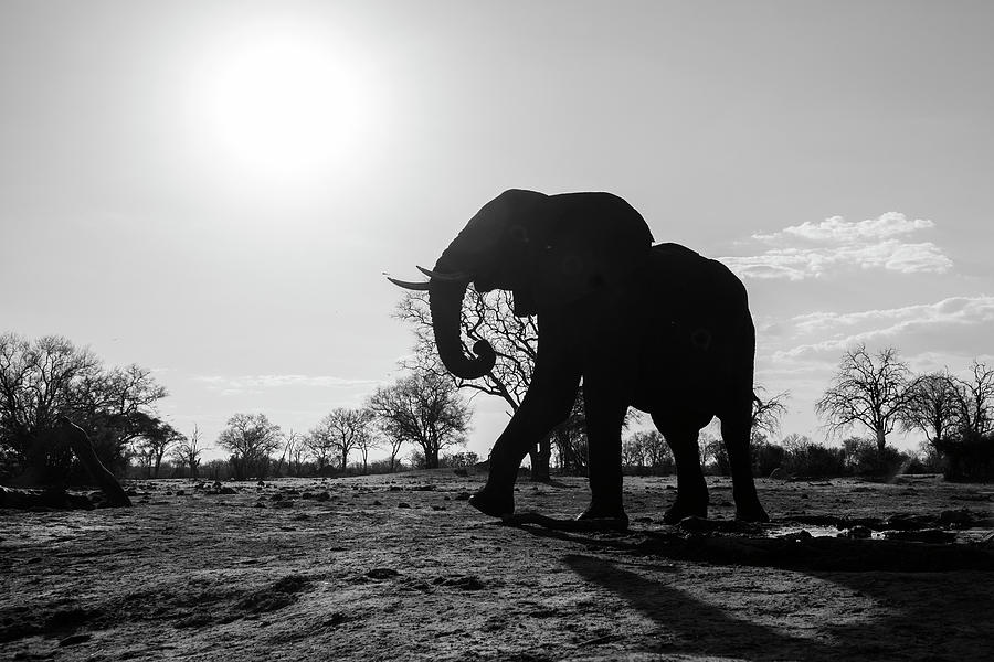 Elephant Silouette Photograph by Bill Cubitt