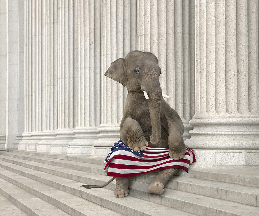 Elephant sitting steps with American flag Photograph by John M Lund Photography Inc