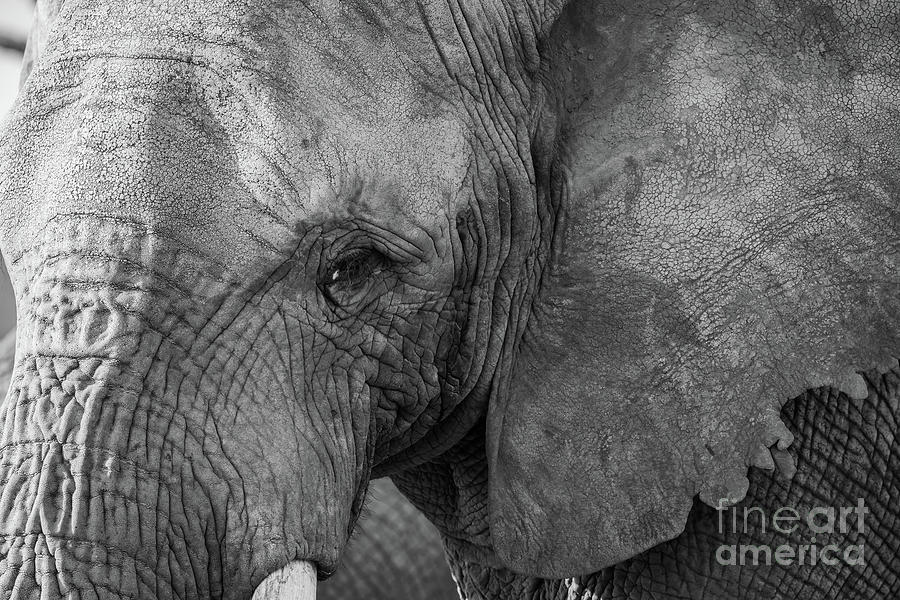 Elephant Skin Photograph by Eva Lechner