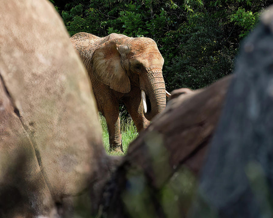 Elephant spotted between rocks Photograph by Flees Photos