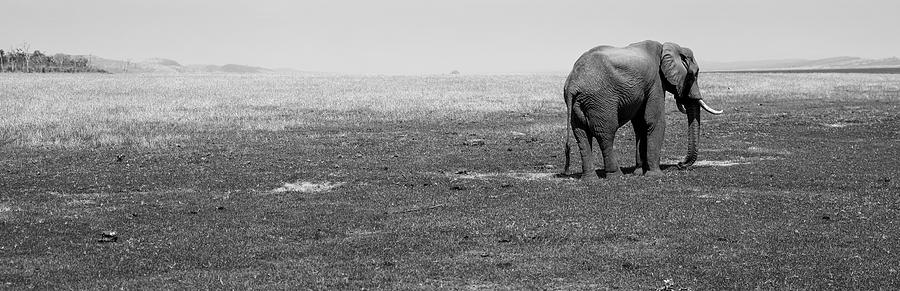 Elephant standing in a field, Lake Kariba, Zimbabwe Photograph by Panoramic Images
