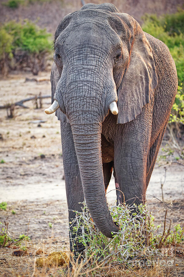 Elephant Standing in the Wild Photograph - Elephant Standing in the Wild by Natural Focal Point Photography