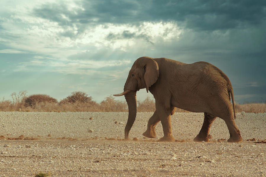 Elephant Stroll Photograph by Ernest Echols