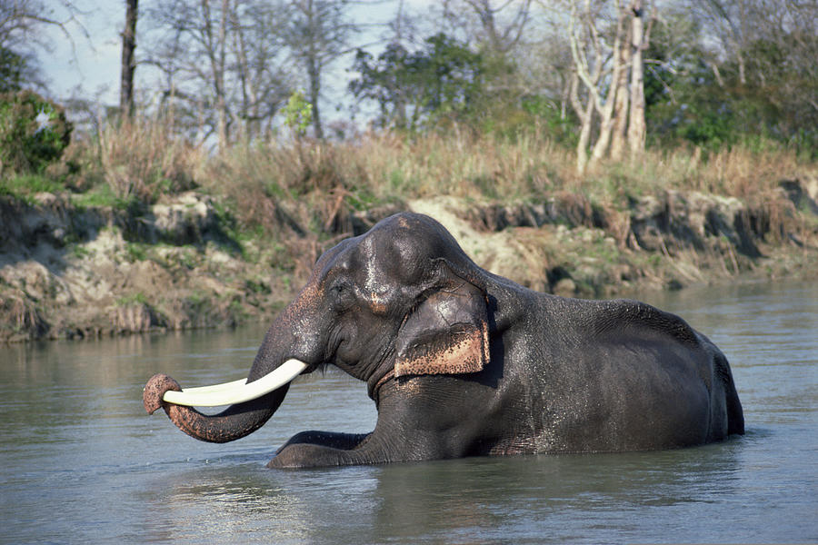 Elephant submerged in river , Kenya , Africa Photograph by Comstock Images