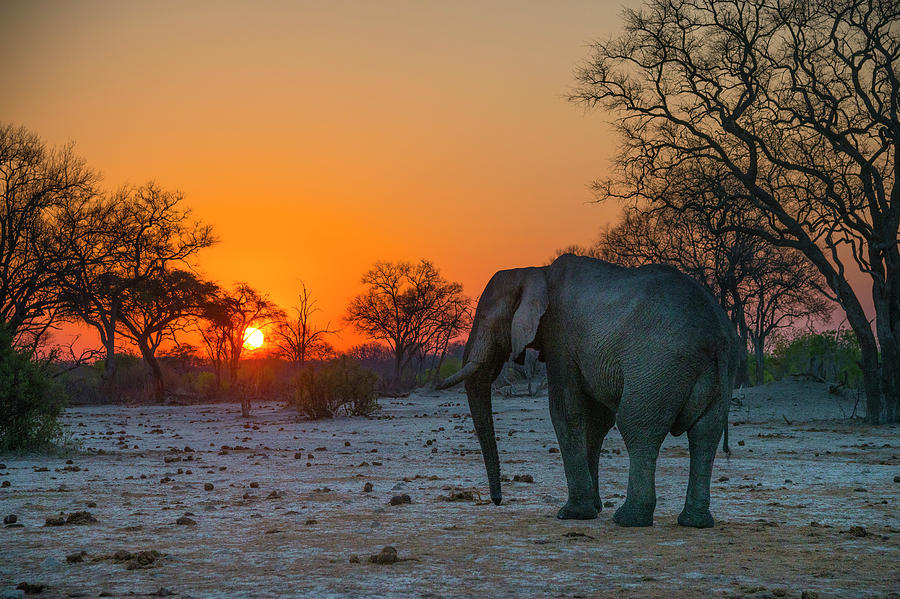 Elephant Sunset Photograph by Bill Cubitt