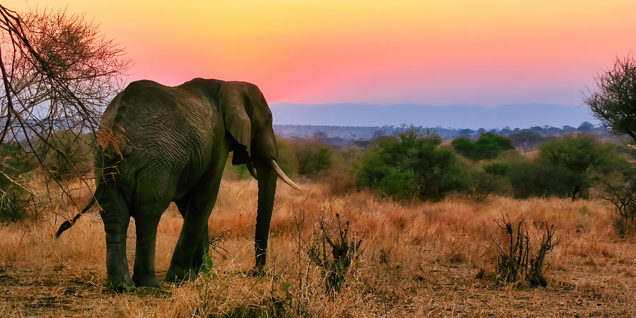 Elephant Sunset Photograph by Bruce Block - Fine Art America