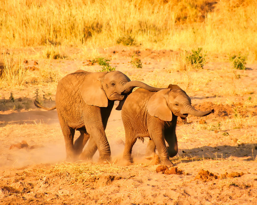 Elephant Tag Photograph by Bruce Block