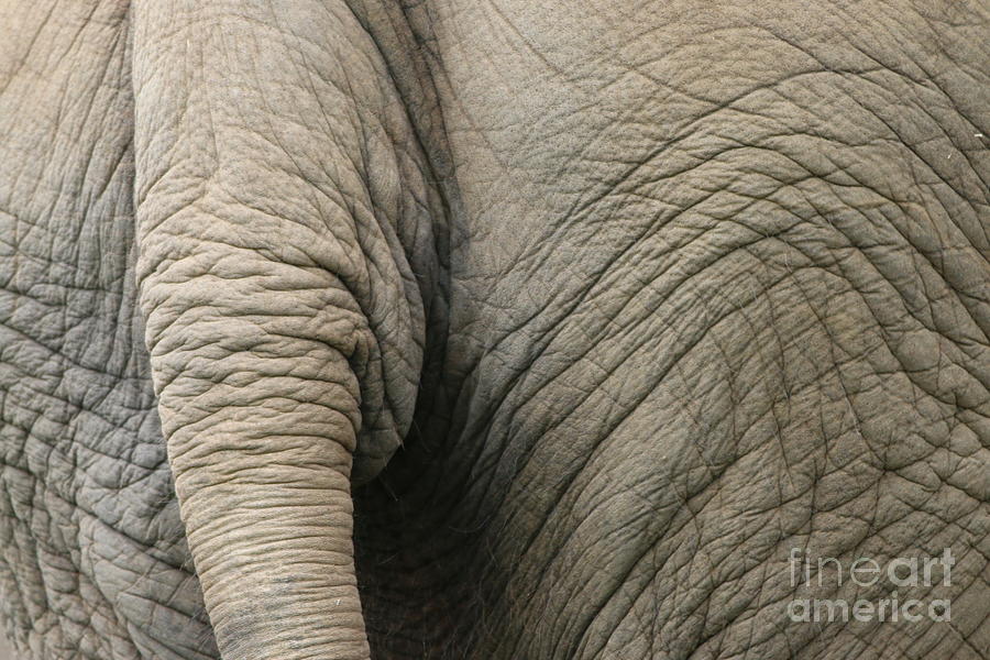 Elephant Tail Photograph by Edward R Wisell