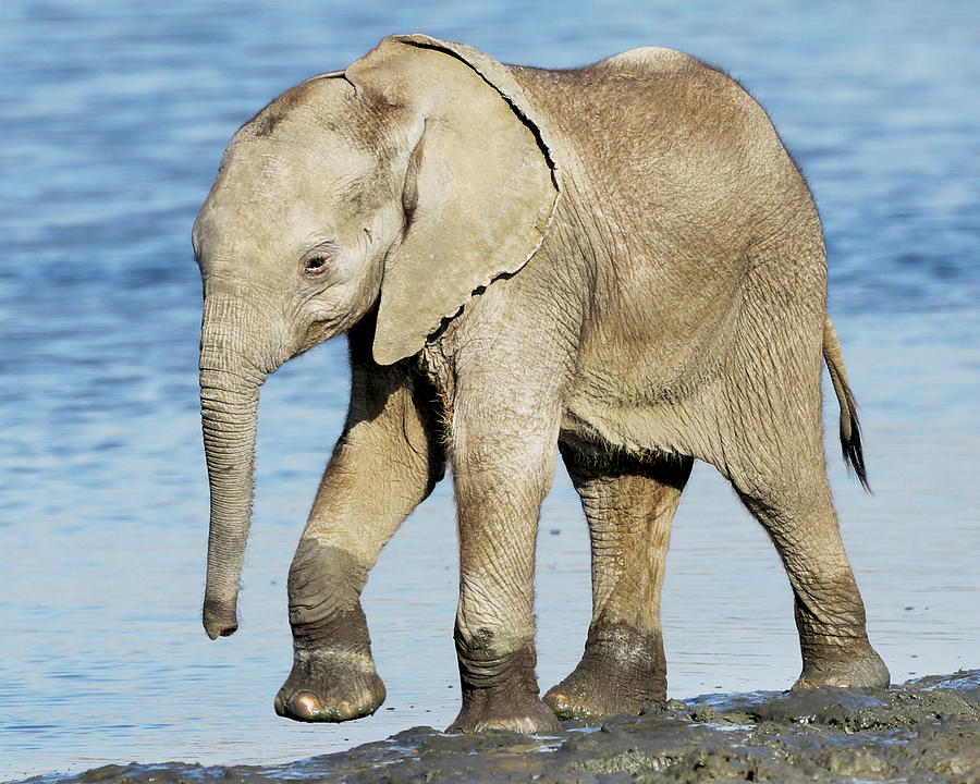 Elephant taking a step Photograph by Carolyn Cheney - Fine Art America