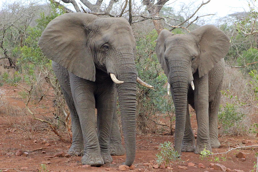 Elephants Taking A Stroll Photograph