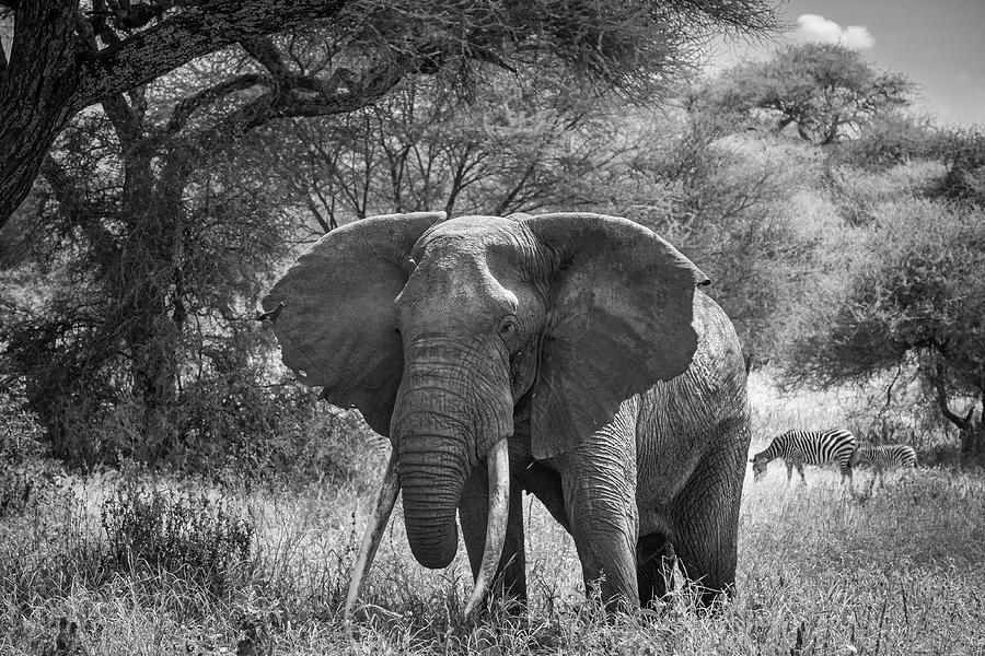 Elephant Tarangire National Park Tanzania Photograph by Mary Lee Dereske