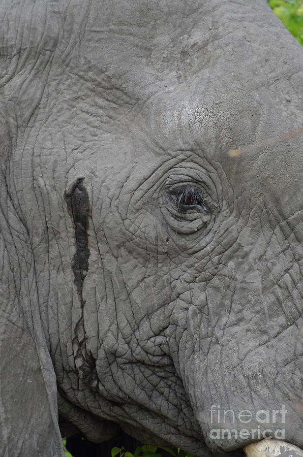  Elephant Tear Photograph by Tom Wurl