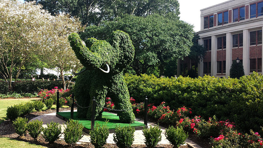 Elephant Topiary University of Alabama Photograph by Kenny Glover