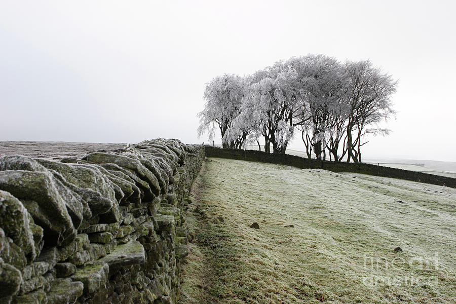 Elephant Trees Weardale Photograph by Bryan Attewell
