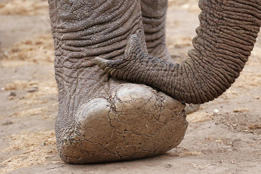 Elephant Photograph - Elephant Trunk and Foot by MaryJane Sesto