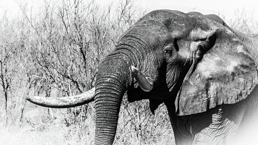 Elephant Tusker Photograph by Keith Carey