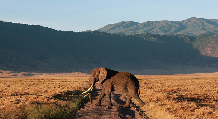 Elephant Tusker Photograph by Max Waugh