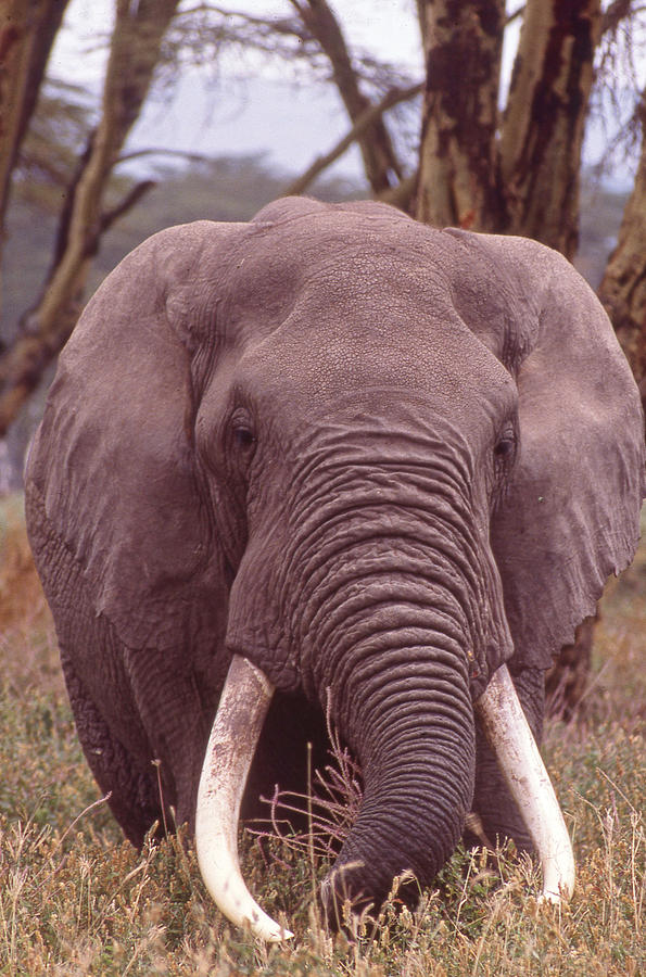 Elephant Up Close in Tall Grass Photograph by Russel Considine