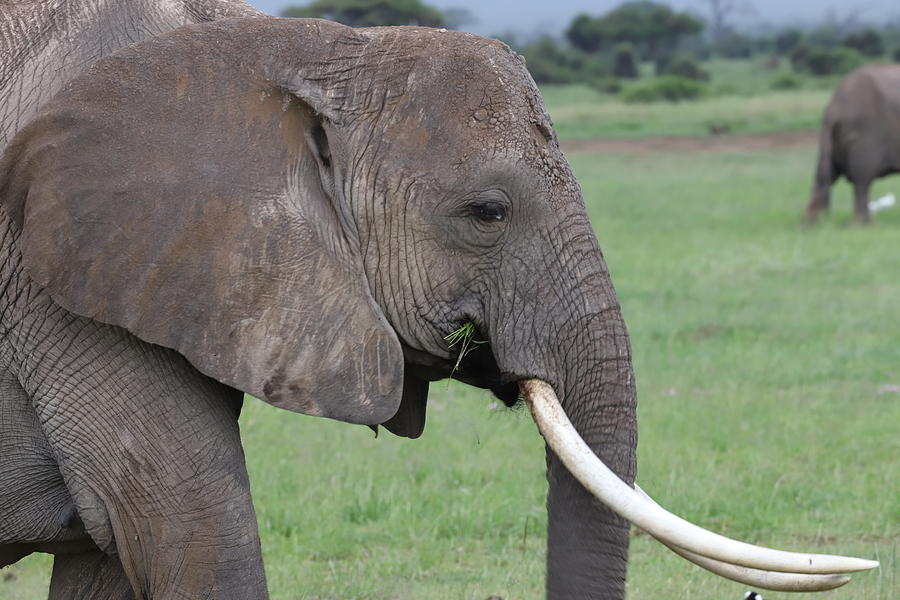 Elephant Up Close Photograph by KATHERINE Selander | Fine Art America