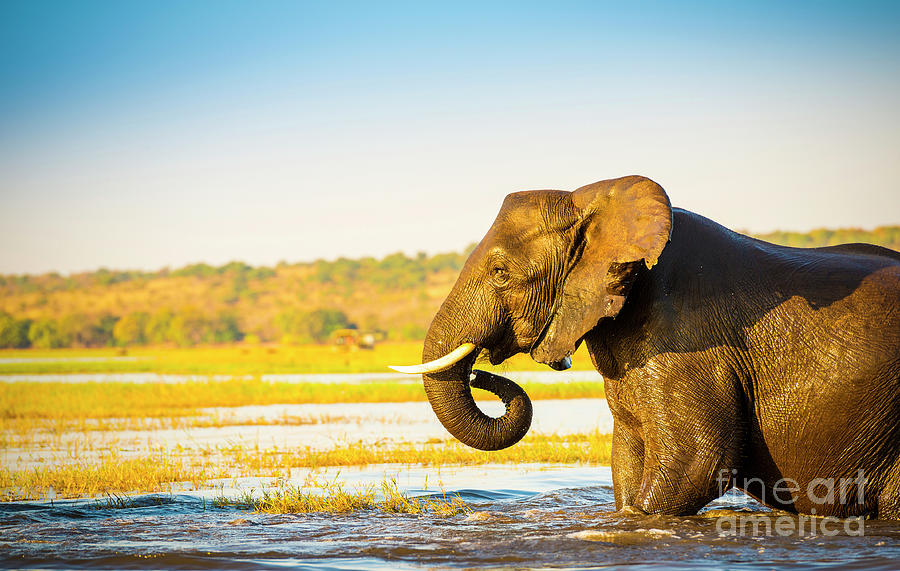 Elephant Wading Across Chobe River Botswana Photograph