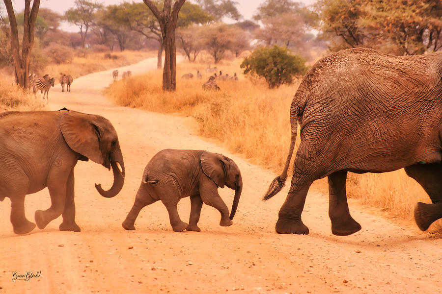 Elephant Walk Photograph by Bruce Block