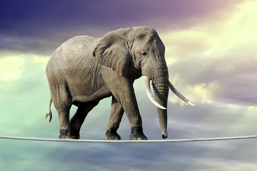 Elephant walking on a rope Digital Art by Volodymyr Burdiak - Fine Art ...