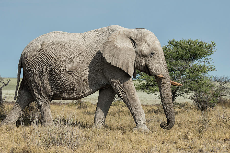 Elephant Walking with a Stick on Its Head, No. 1 Photograph by Belinda Greb