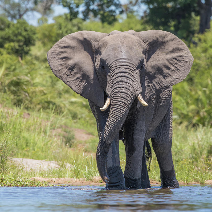 Elephant Waterhole Photograph by Iain Tall - Fine Art America