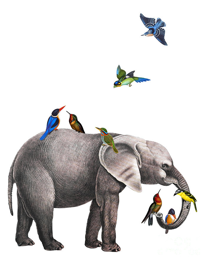 Bird Digital Art - Elephant with birds illustration by Madame Memento