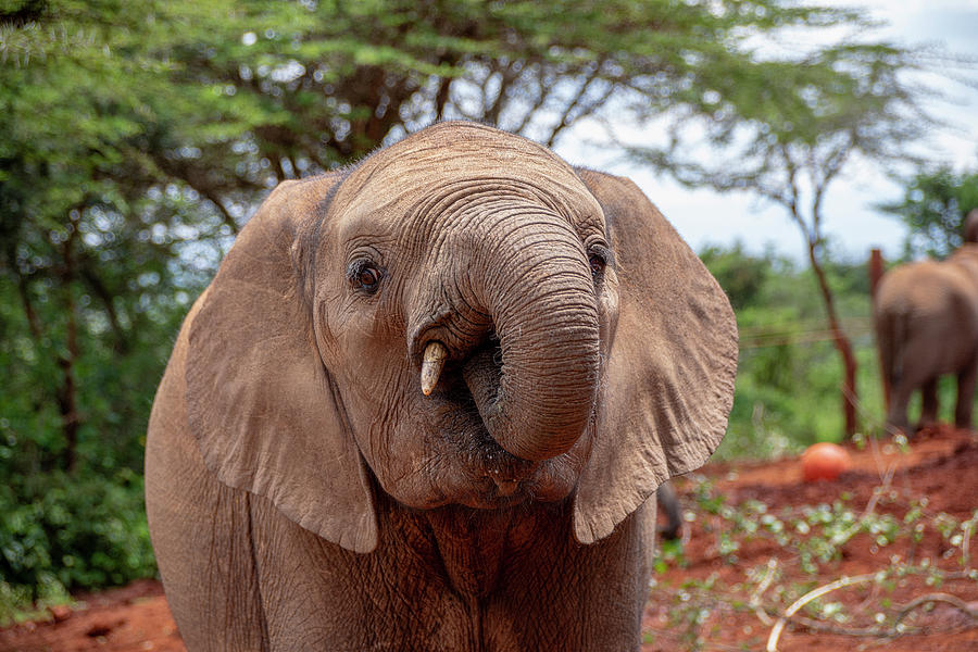 Elephant with curled trunk  Photograph by Gareth Parkes
