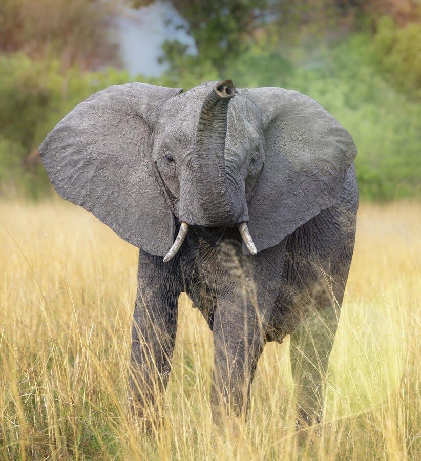 Elephant with Raised Trunk Botswana Africa Photograph by Joan Carroll ...