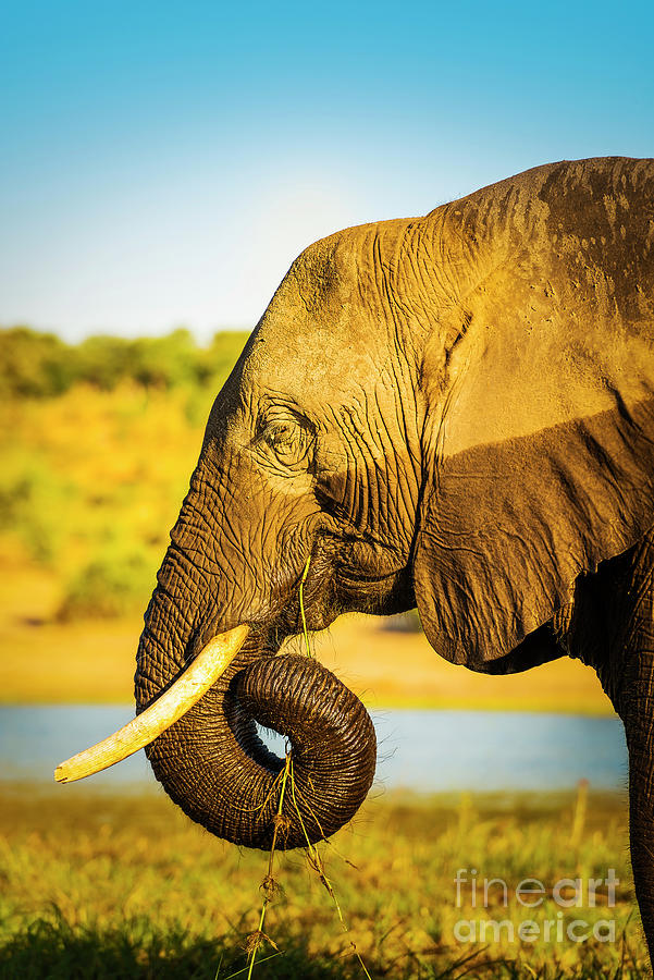 Elephant With Water Mark Photograph