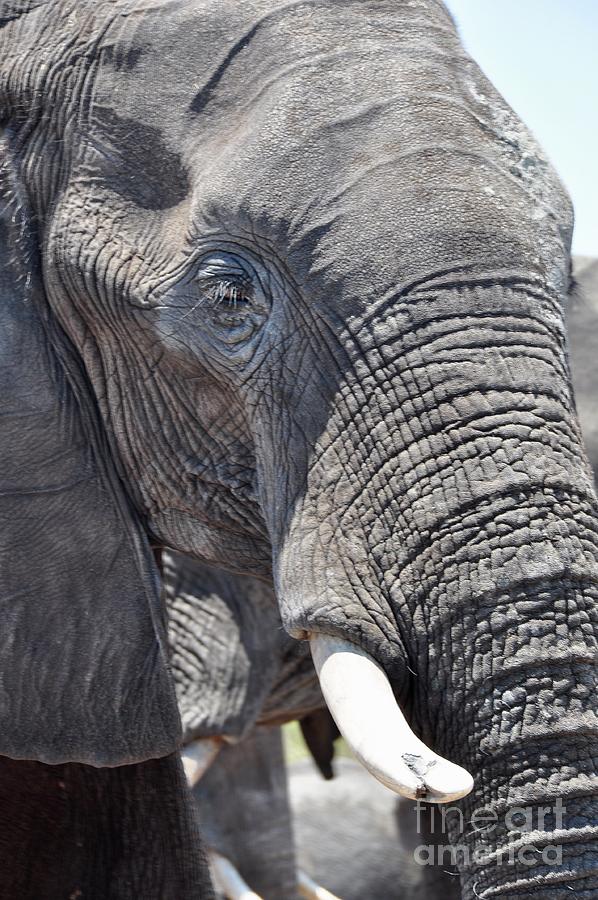 Elephant Wrinkles Photograph by Csilla Florida