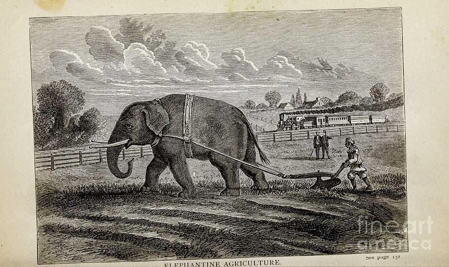 Elephantine Agriculture I Drawing