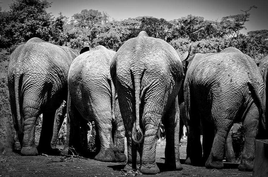 Elephants, 4 Photograph by James Bethanis
