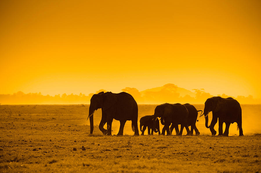Elephants Amboseli National Park In Kenya Mixed Media