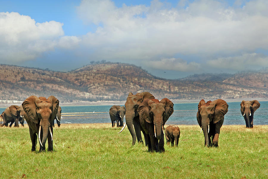 Elephants and Mountains Photograph by Paula Joyce - Fine Art America